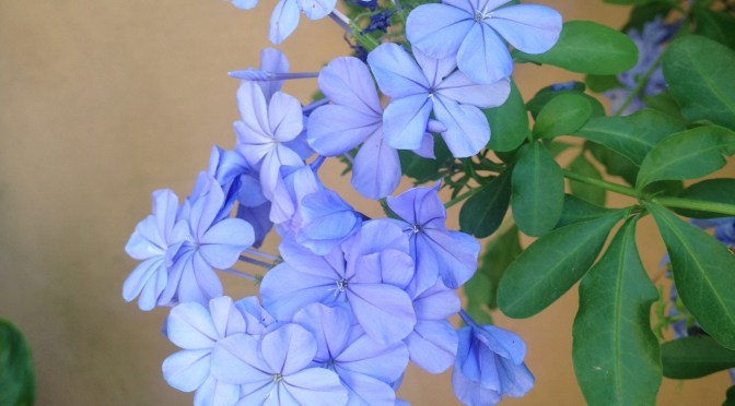 lilac summer yellowsubwoofer